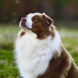 Jackson  - Australian Shepherd