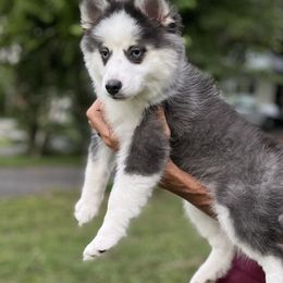 Jane - Blue female Pomsky puppy in Rossville, Georgia from Scenic City Pomskies