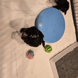 Havanese Puppies from Sandia
