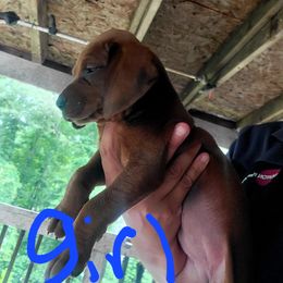 Redbone Coonhound Puppies from Silver Creek Redbones