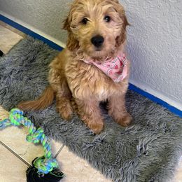 French Bulldog and Goldendoodle Puppies from The Pup Spot