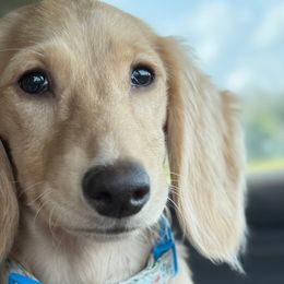 Dachshunds and Miniature Australian Shepherds from Kelsey Humphrey