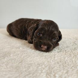 Lillie - Brown female Cockapoo puppy in Louisburg, North Carolina from Raven Oak's Mini Cockapoos and Mini Dachshunds