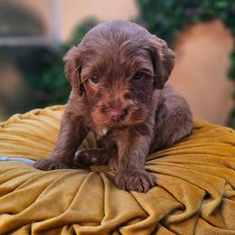 Cedric - Apricot male Goldendoodle puppy in Decatur, Tennessee from Diamond's Doodles