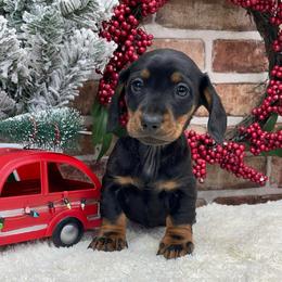 Silas - Black and tan male Dachshund puppy in Industry, Illinois from KDKs Kennels