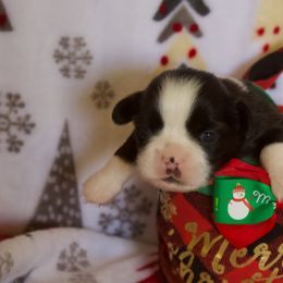 Boy 4- Oreo - Black and white Shih Tzu puppy in Lithonia, Georgia from Dream Pups