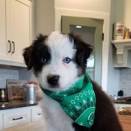 Australian Shepherd Puppies from Aussie Knights Kennel