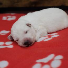 Berger Blanc Suisse Puppies from Moonlight Berger Blanc Suisses