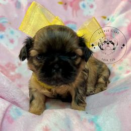 Shih Tzu Puppies from Sacred Light Shihtzu