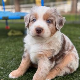 Sunny (Cedar) - Red merle male Australian Shepherd puppy in Ramona, California from Blue Moon Aussies