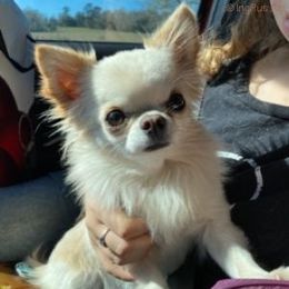 Junior - Chihuahua