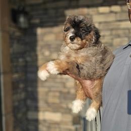 Doris - Merle female Bernedoodle puppy in Apple Creek, Ohio from Grandeur Valley Puppies