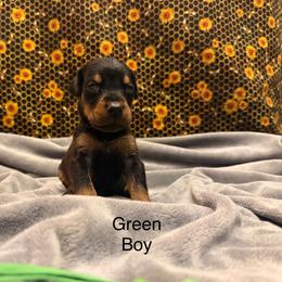 Green Boy - Black and rust male Doberman Pinscher puppy in Knox, Indiana from Double River Dobermans