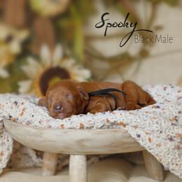 Spooky - Red  male Goldendoodle puppy in Mendon, Massachusetts from Comfort & Cuddle Co