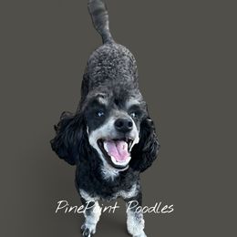 Cooper - Poodle