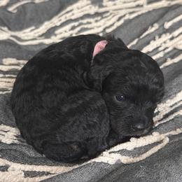 Clove - Black female Cavapoo puppy in Spokane, Washington from PJE Cavs and Poos