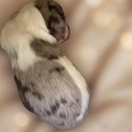Sophie - Piebald female Dachshund puppy in Blanchard, Oklahoma from Crown and Collar Mini Dachshunds