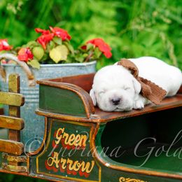 Mr Brown - Light golden male Golden Retriever puppy in Bedford, Indiana from Indiana Goldens