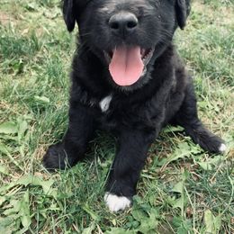 Aussiedoodle Puppies from Soap Creek Kennels