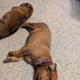 Purple collar girl - Wheaten blk nose female Rhodesian Ridgeback puppy in Middletown, Ohio from Mutare Ridgebacks