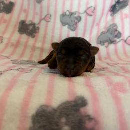 Pink Girl - Black and gold female Yorkshire Terrier puppy in San Tan Valley, Arizona from Great Mates