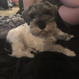 Miniature Schnauzer Puppies from Krystle's Miniature Schnauzers