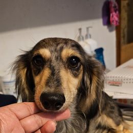 Cosmo - Dachshund