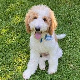 Goldendoodles from MountainLaurel Puppies