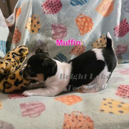 Muffin - White and black female Teddy Roosevelt Terrier puppy in Milaca, Minnesota from Bright Lake Terriers