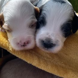 Australian Labradoodle Puppies from Wild Daisy Labradoodles