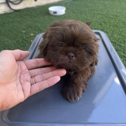 Boy (White Collar) - Liver male Shih Tzu puppy in Whittier, California from Socal Mother Of Shih Tzus