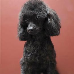 Jakarra - Poodle