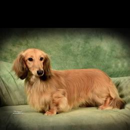 Crush - Dachshund