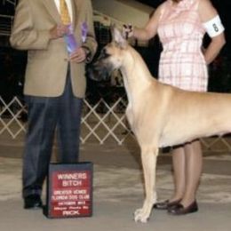 Great Danes from Absolute Sasdania