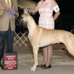 Great Danes from Absolute Sasdania
