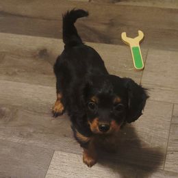 Lily - Black and tan female Cavapoo puppy in Wentworth, Missouri from Newton County Cavaliers LLC
