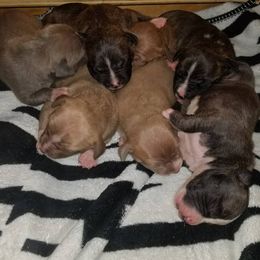 American Pit Bull Terrier Puppies from Kaotic APBTs