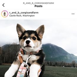 American Corgi Puppies from R and b corgis and farm
