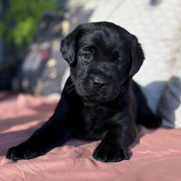 Forest - Black female Labrador Retriever puppy in Rocky Top, Tennessee from Rocky Top Retrievers