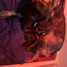 German Shepherd Puppies from Paws Of Germany