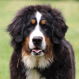 Melani - Bernese Mountain Dog