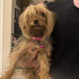 Letti - Yorkshire Terrier