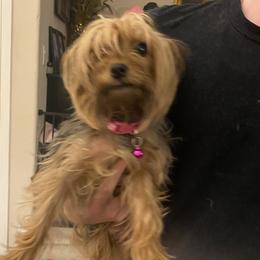 Letti - Yorkshire Terrier