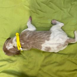 Yellow Girl - Orange and white female Pointer puppy in Olympia, Washington from Birdsboro Pointers