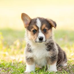 Green collar - Toast - Black and tan male Pembroke Welsh Corgi puppy in Waverly Hall, Georgia from 6g Ranch Corgis
