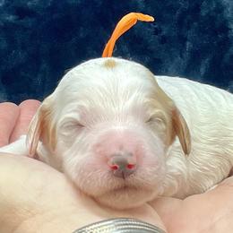 Orange Female - Parti female Goldendoodle puppy in Great Falls, Montana from Montana Goldendoodles