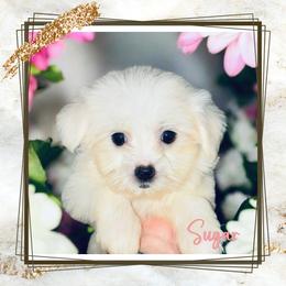 Biewer Terrier, Maltese, Morkie, and Yorkshire Terrier Puppies from Miniature Blessings