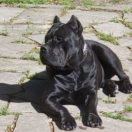 Pantera - Cane Corso