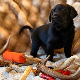 Ranger - Black male Labrador Retriever puppy in Sweet Home, Oregon from Knotty Creek Labradors