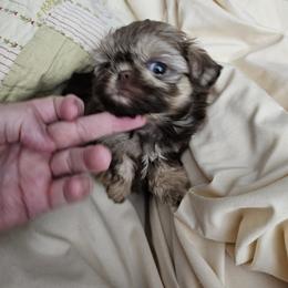 Billie Jean - Liver female Shih Tzu puppy in Kings Mountain, North Carolina from NC Shih Tzus by Tammy